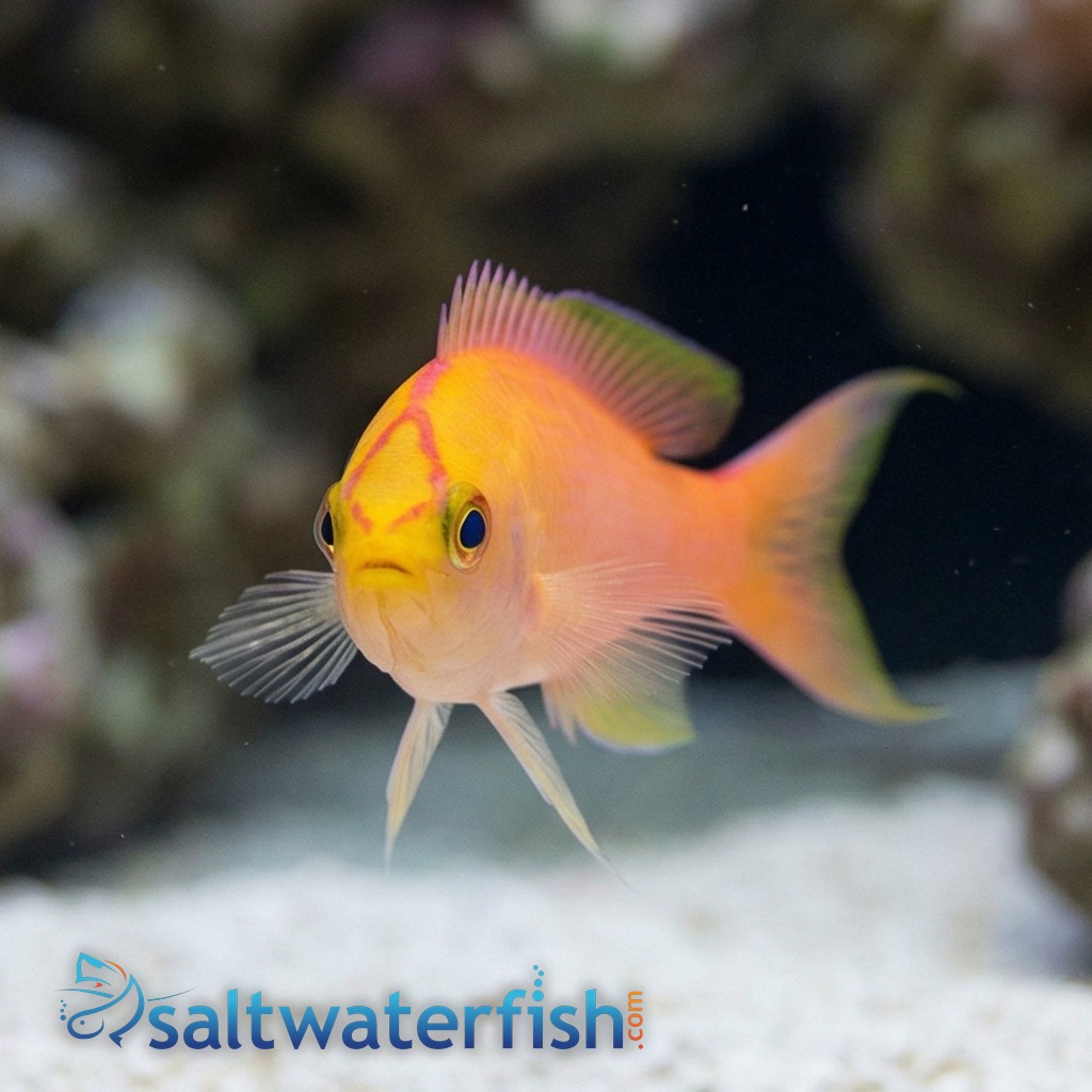 Sunset Anthias