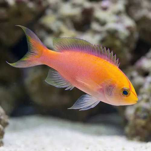 Sunset Anthias - Anthias - Saltwater Fish