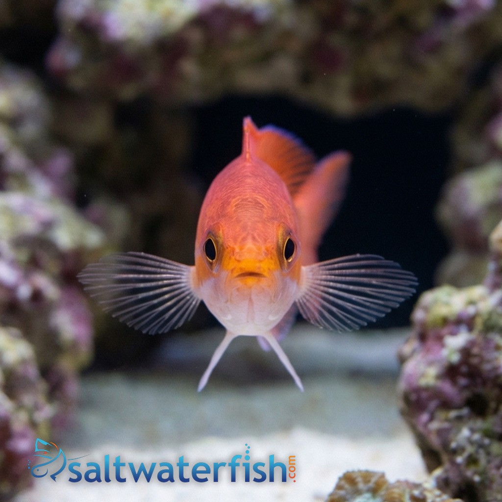 Stigmaticus Sailfin Anthias  