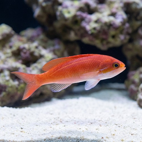 Stigmaticus Sailfin Anthias  