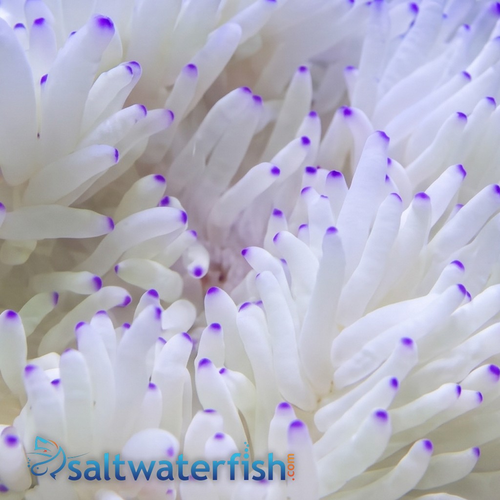 Sebae Anemone: White w/ Blue Tip