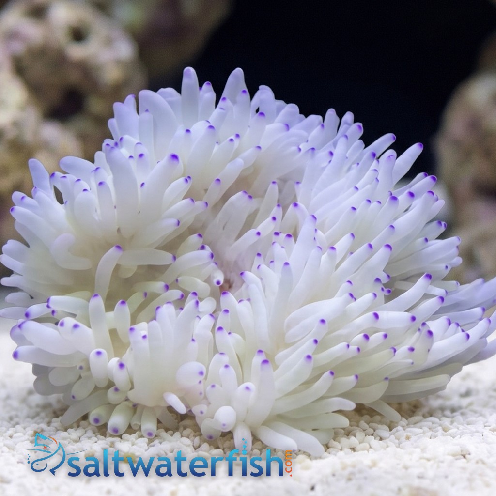Sebae Anemone: White w/ Blue Tip