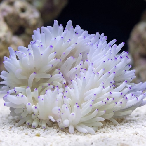 Sebae Anemone: White w/ Blue Tip