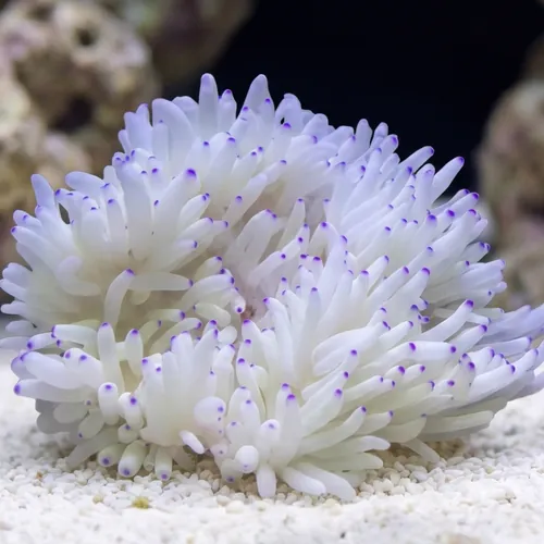 Sebae Anemone: White w/ Blue Tip