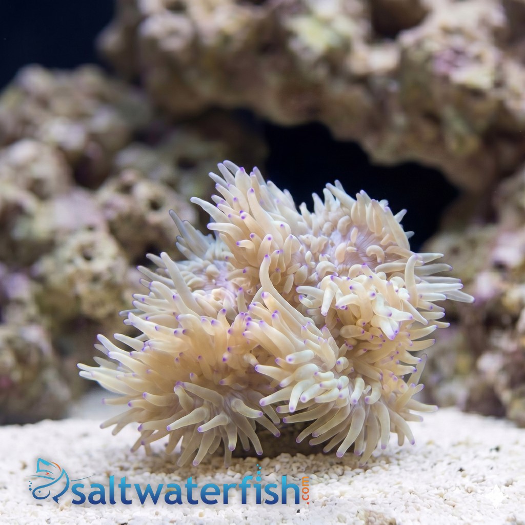 Sebae Anemone