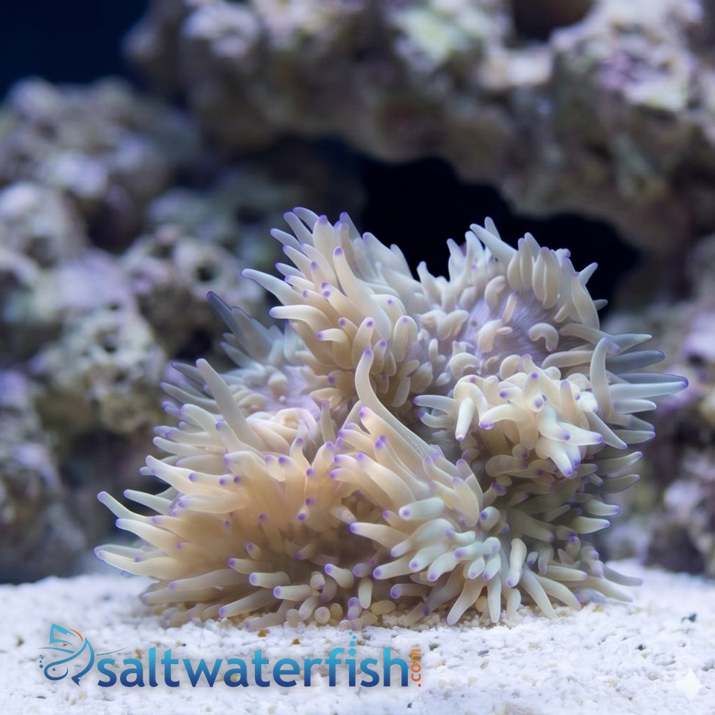 Sebae Anemone
