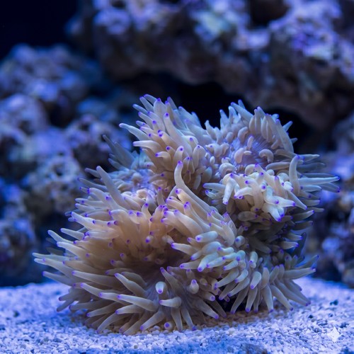 Sebae Anemone
