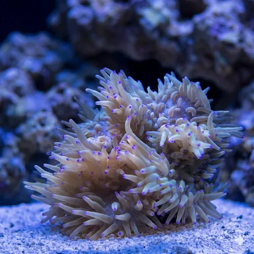 Sebae Anemone
