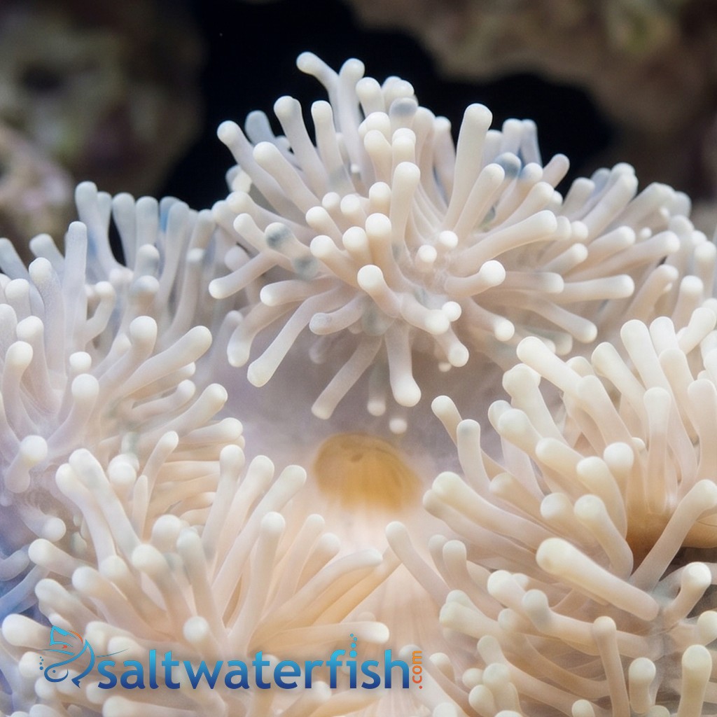 Ritteri Anemone Radiantus magnifica : White
