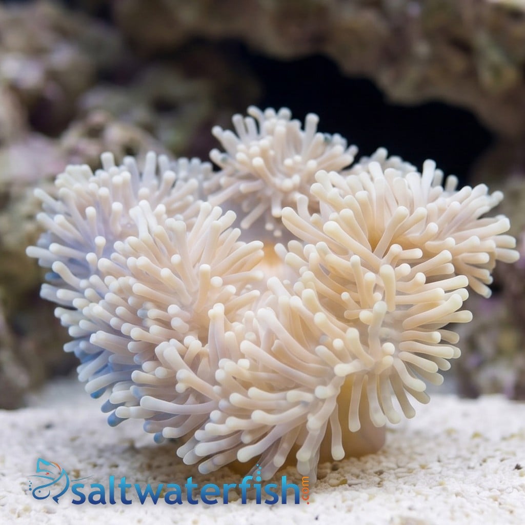 Ritteri Anemone Radiantus magnifica : White
