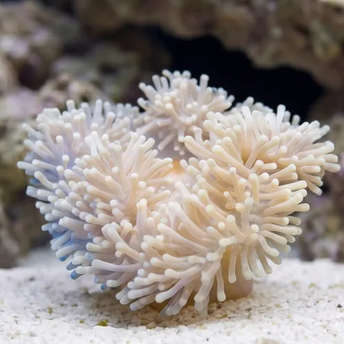Ritteri Anemone Radiantus magnifica : White