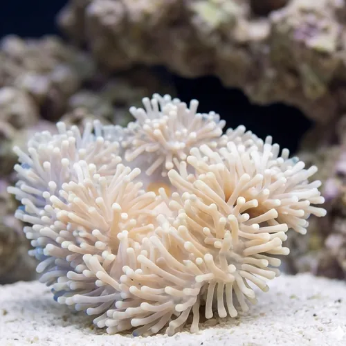 Ritteri Anemone Radiantus magnifica