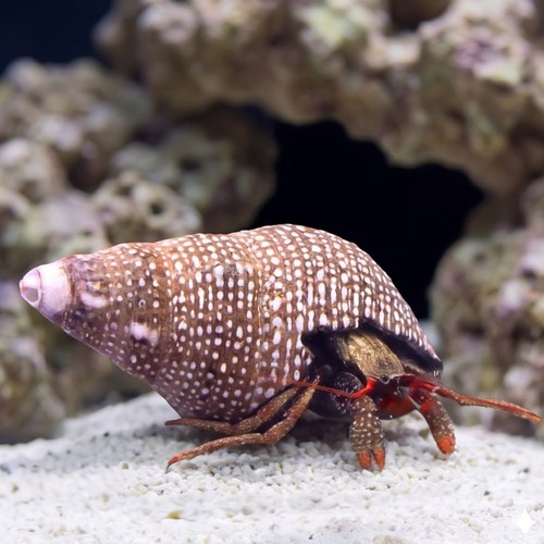 Red Leg Hermit Crab- Group of 10 - Mexico
