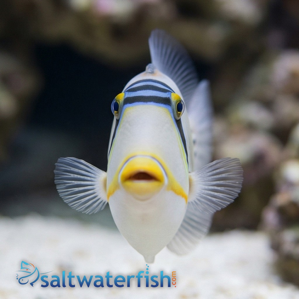 Assasi Trigger - Red Sea