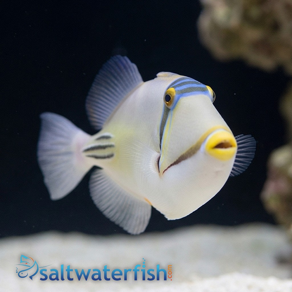 Assasi Trigger - Red Sea