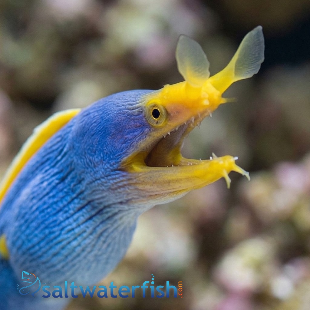 Blue Ribbon Eel