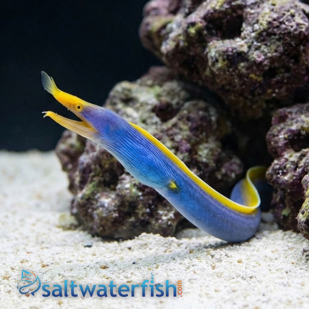 Blue Ribbon Eel