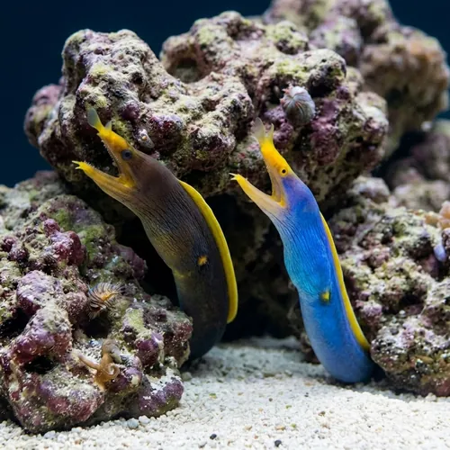Blue Ribbon Eel