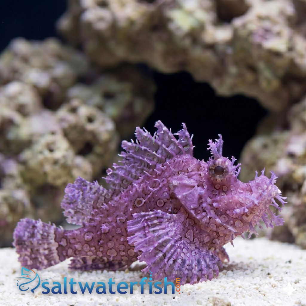 Rhinopias: Red/Purple