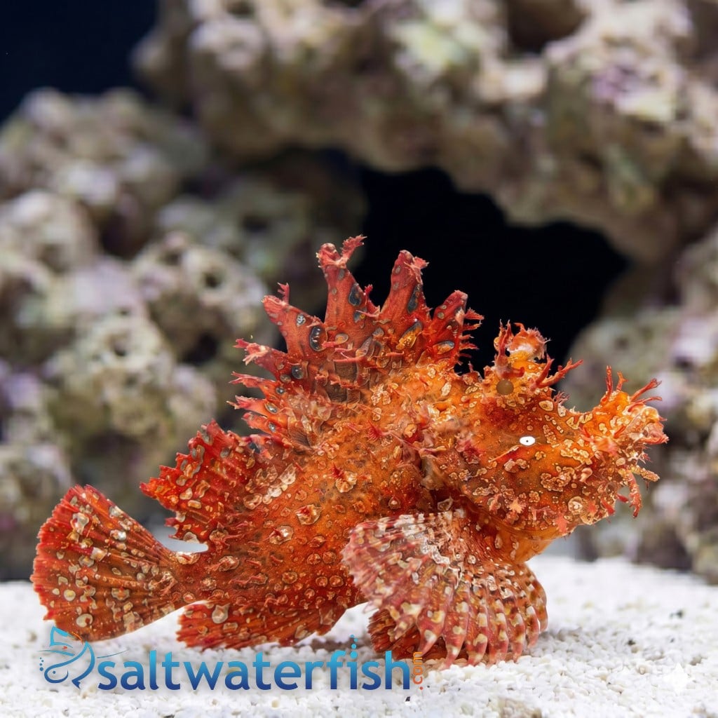 Rhinopias: Red/Purple