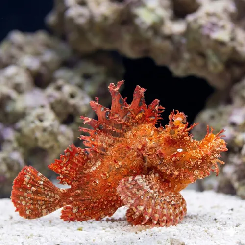 Rhinopias: Red/Purple
