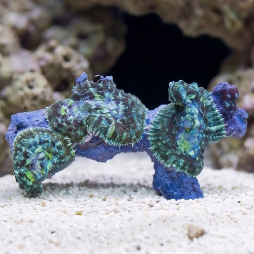 Bullseye Mushroom Coral Combo Rock - Aquacultured