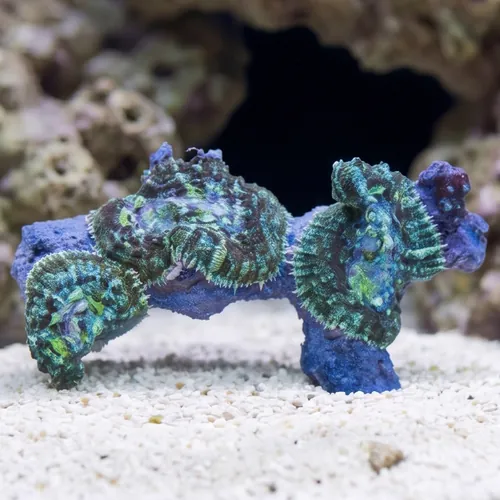 Bullseye Mushroom Coral Combo Rock - Aquacultured