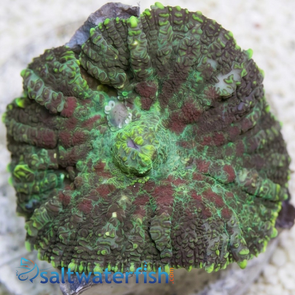 Tongan Bullseye Mushroom Coral: Colored  