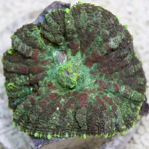 Tongan Bullseye Mushroom Coral: Colored