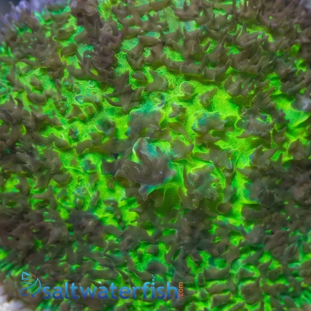 Hairy Mushroom: Green