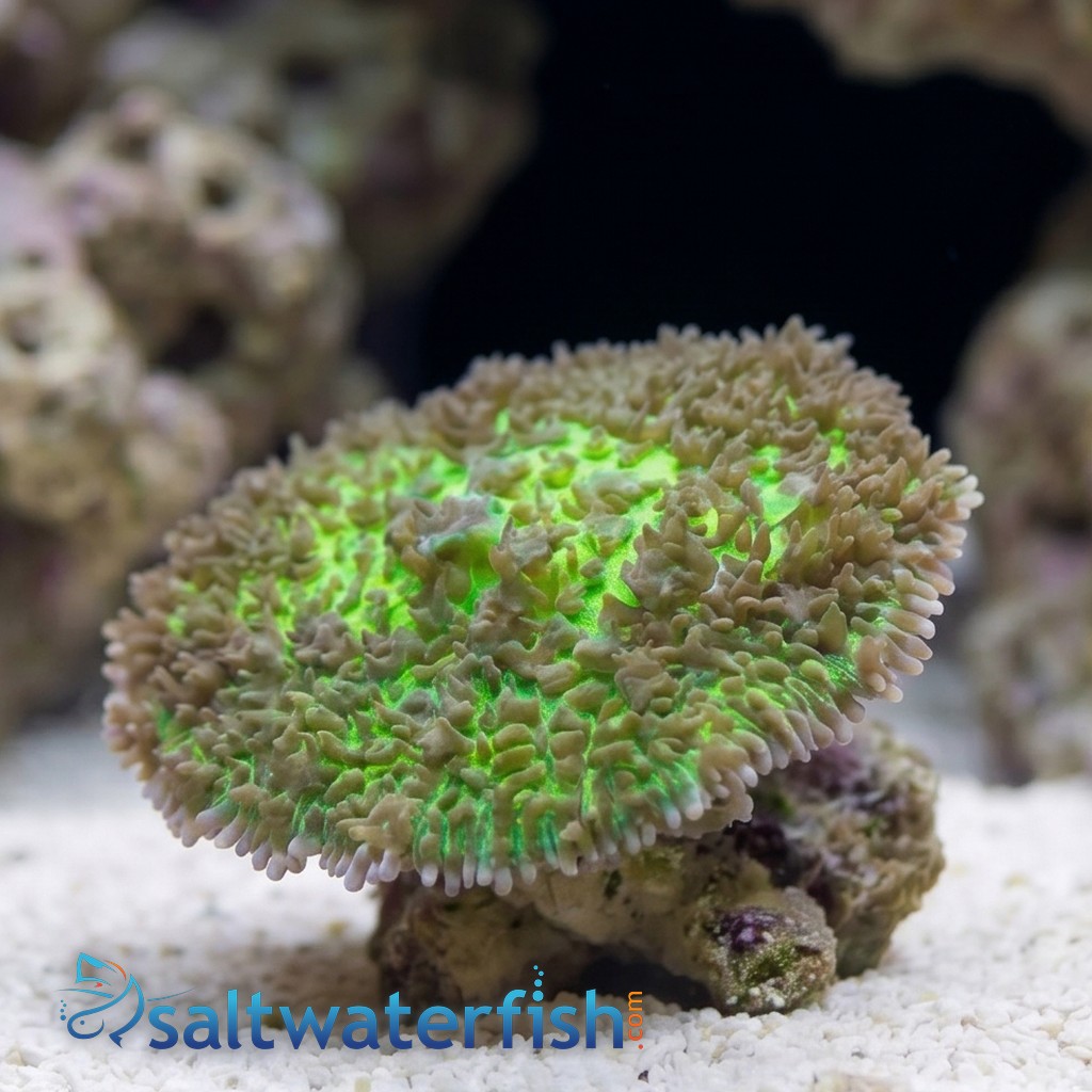 Hairy Mushroom: Green