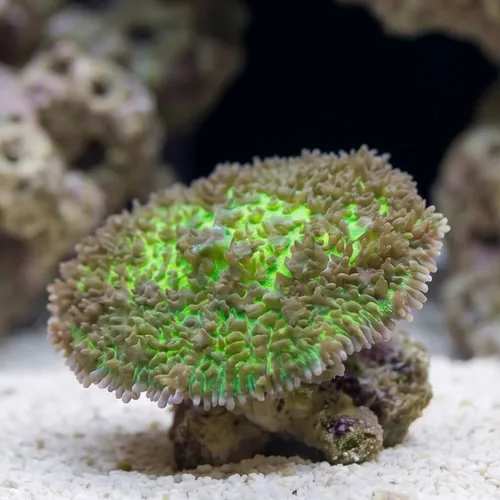 Hairy Mushroom: Green