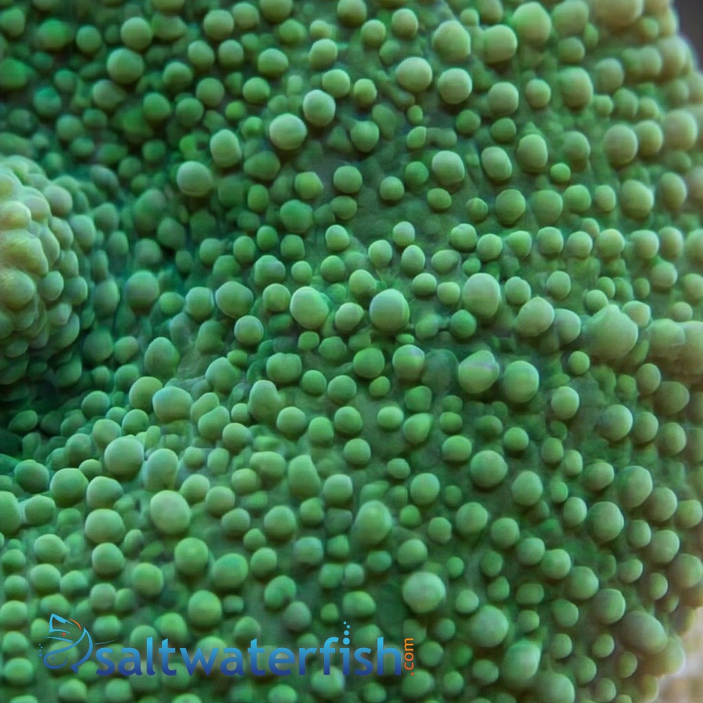 Mushroom Coral: Elephant Ear: Green