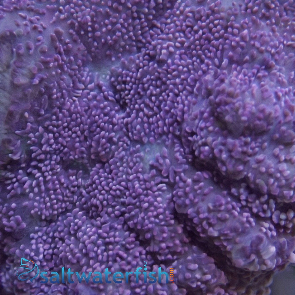 Mushroom Coral: Purple - Aquacultured