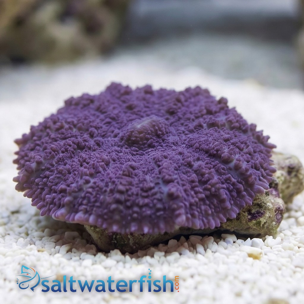 Mushroom Coral: Purple - Aquacultured