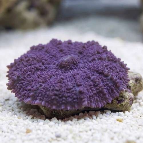 Mushroom Coral: Purple - Aquacultured