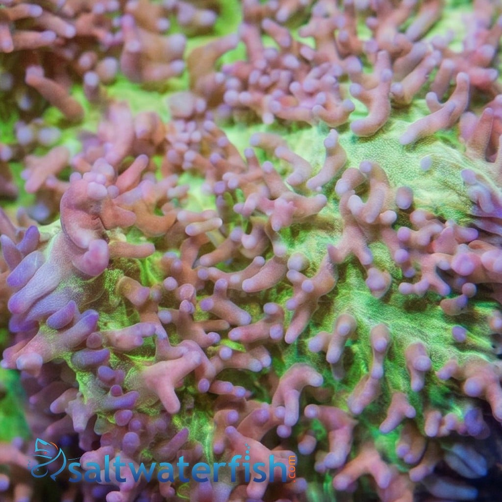 Mushroom Coral: Hairy Lavender - Aquacultured