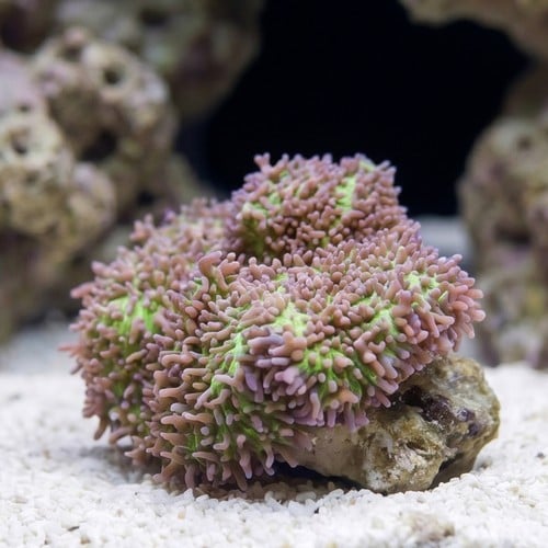 Mushroom Coral: Hairy Lavender - Aquacultured