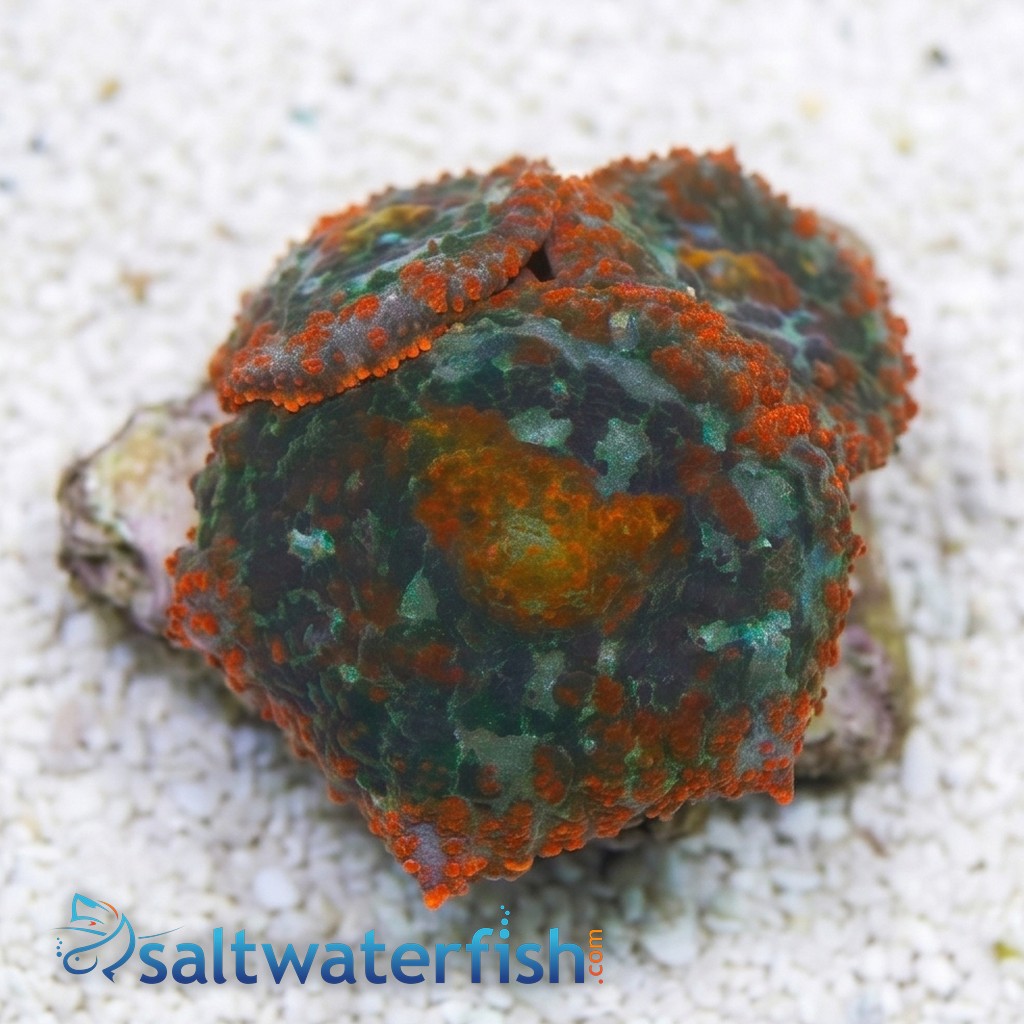 Bullseye Mushroom Coral: Assorted Color