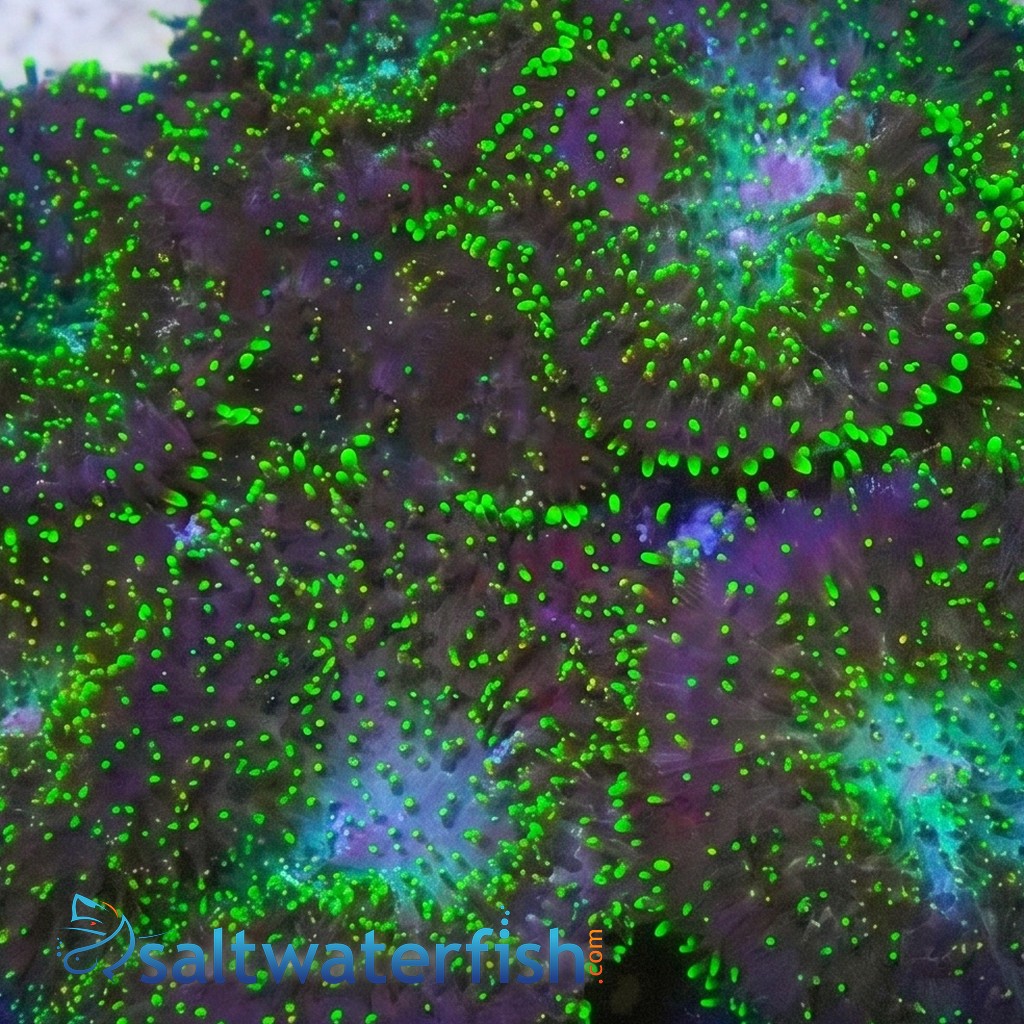 Mushroom Coral: Green Velvet - Indo Pacific