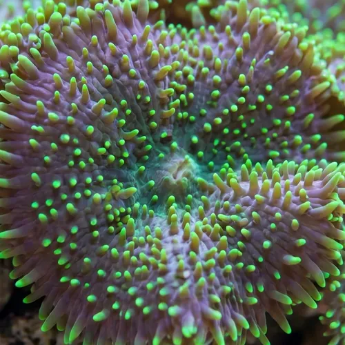 Mushroom Coral: Green Velvet - Indo Pacific