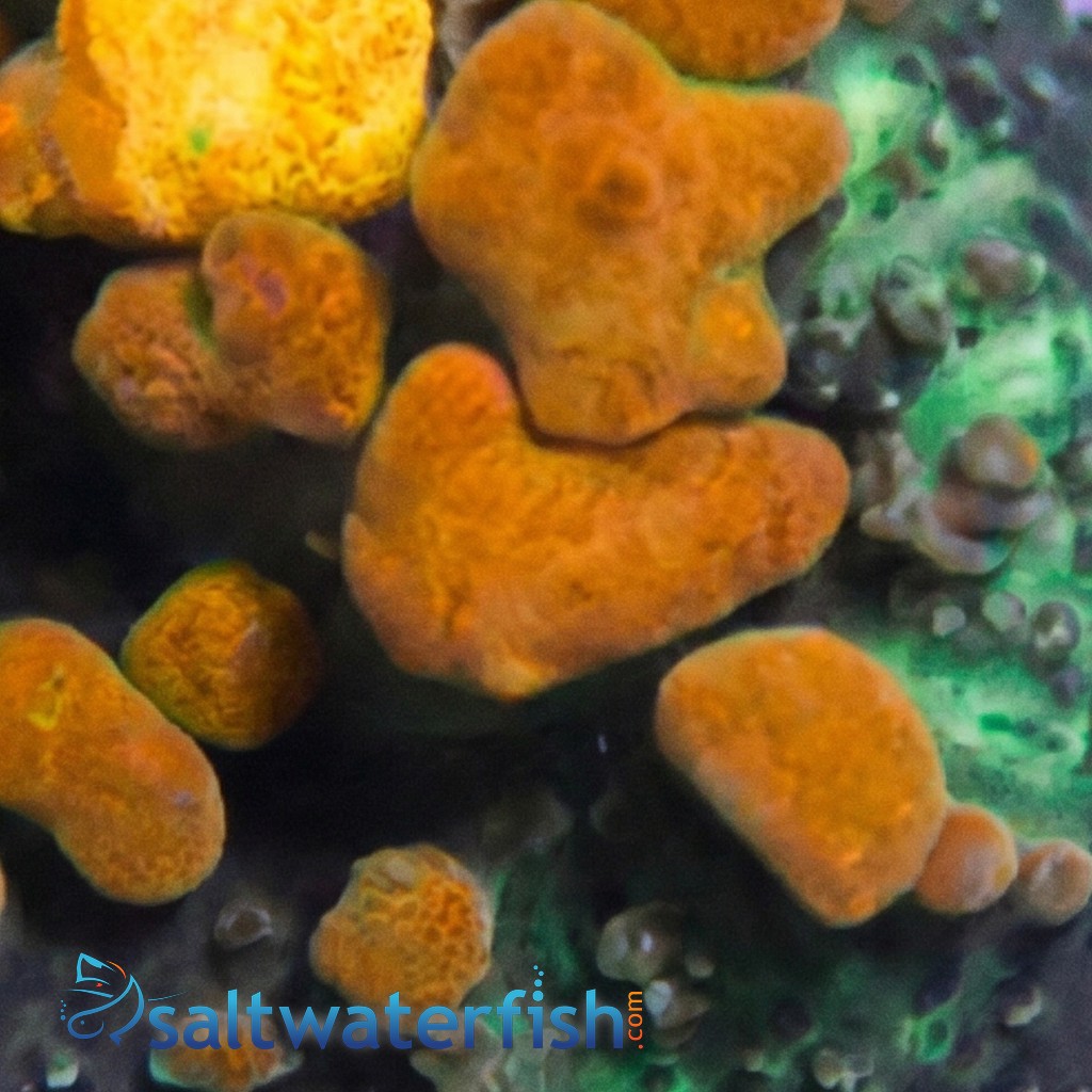 Bouce Mushroom Coral: Bounce Green w/Orange Tips 