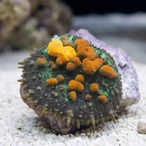 Bouce Mushroom Coral: Bounce Green w/Orange Tips