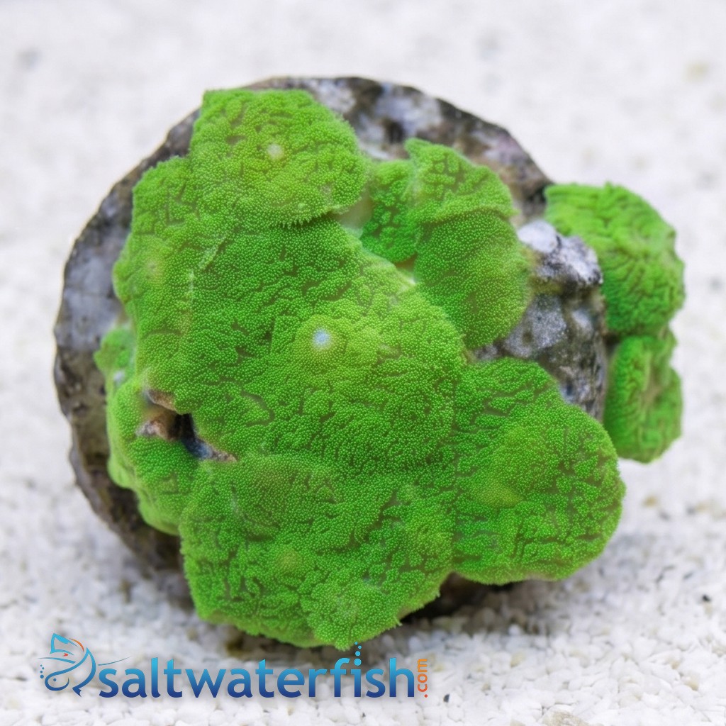 Mushroom Coral: Metallic Green - Aquacultured