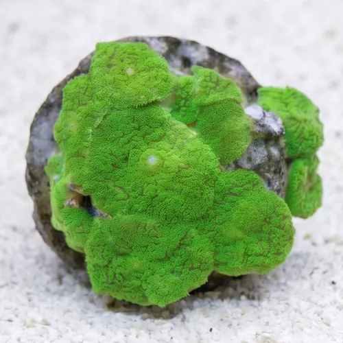 Mushroom Coral: Metallic Green - Aquacultured