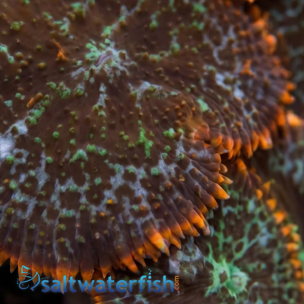 Mushroom Coral - Orange Bullseye