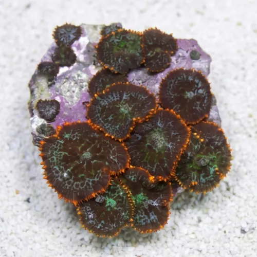 Mushroom Coral - Orange Bullseye
