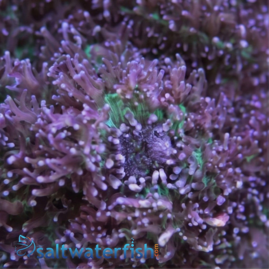 Mushroom Coral: Lavender Plum - South Pacific