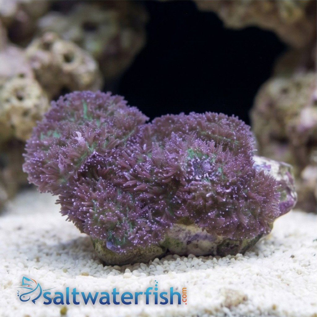 Mushroom Coral: Lavender Plum - South Pacific