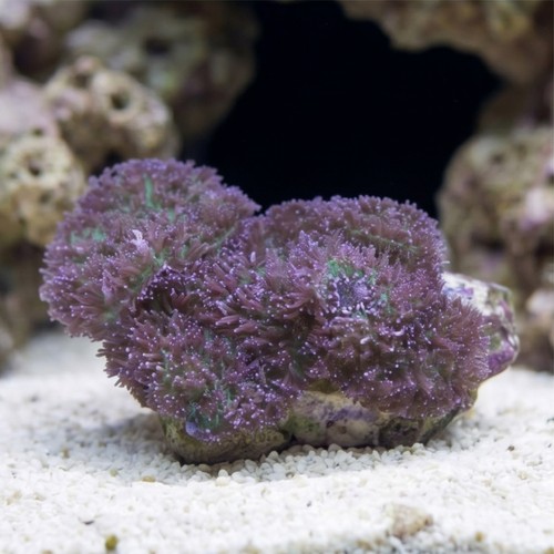 Mushroom Coral: Lavender Plum - South Pacific